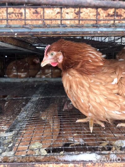 Куры Несушки