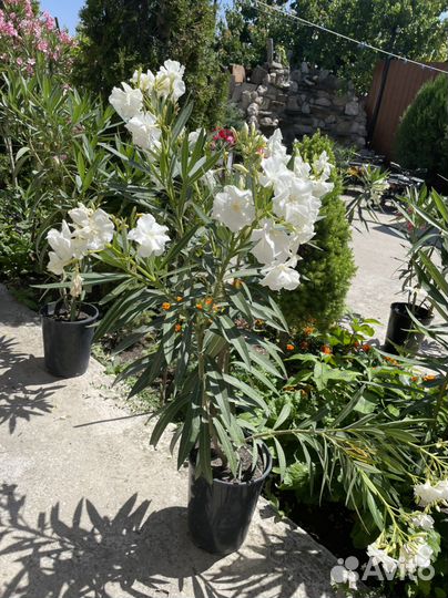 Цветы олеандры