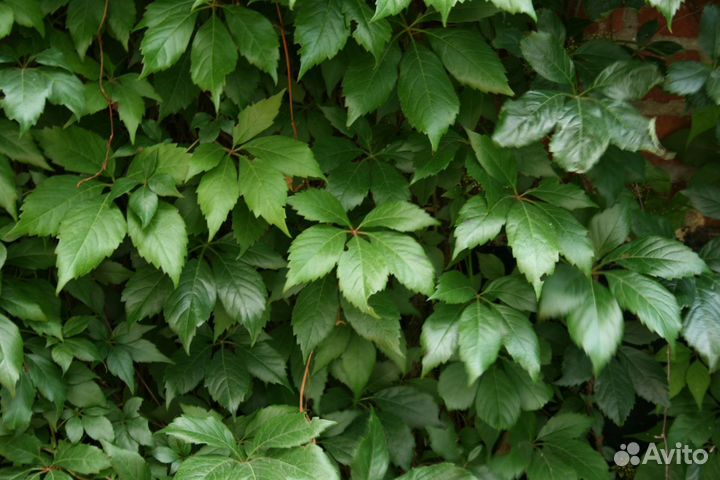 Дикий (девичий) виноград, трава бордюрная