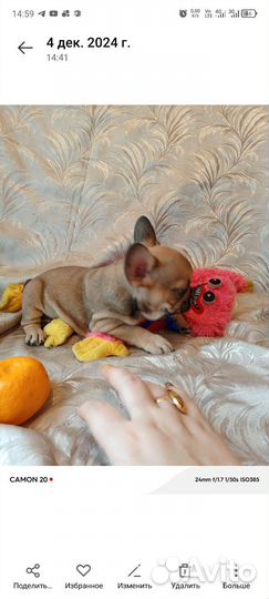 Французский бульдог щенки