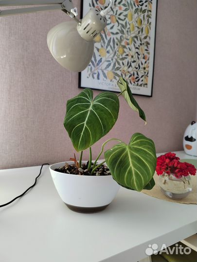 Филодендрон Глориозум (Philodendron Gloriosum)