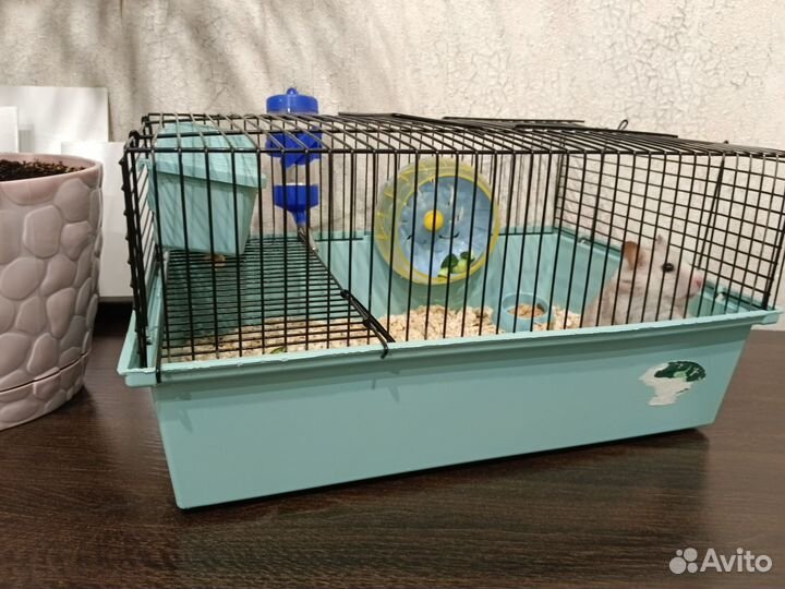 Сирийский хомяк с клеткой