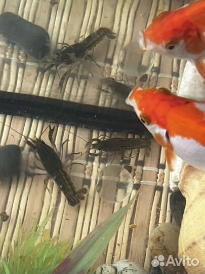 Мраморный рак