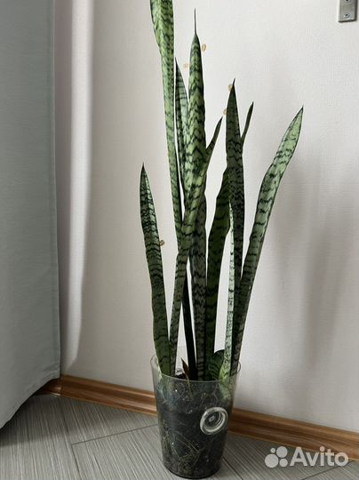 Цветок Сансевиерия (тёщин язык или щучий хвост)