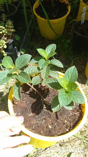 Гортензия Мадам Мулье и другие