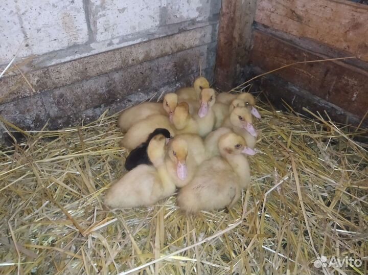 Цыплята