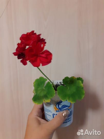 Пеларгония герань обмен