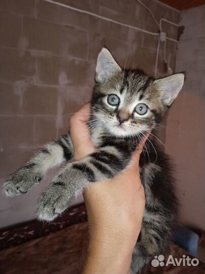 Котята в добрые руки бесплатно