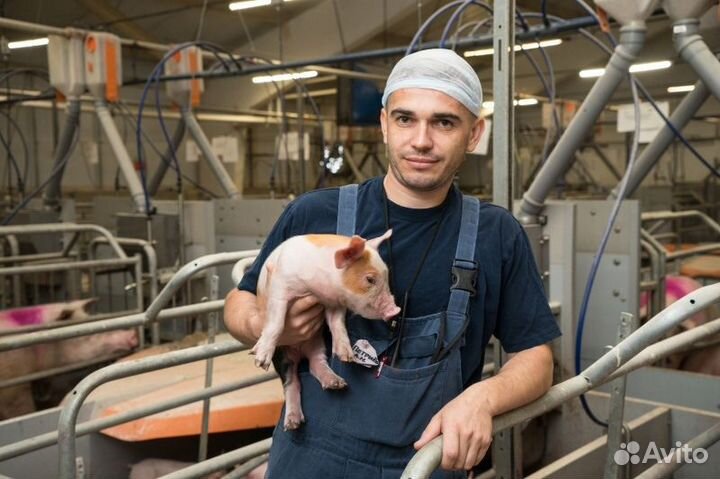 Рабочий на свиноферму вахта