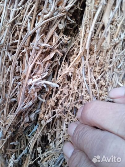 Продам сено в рулонах