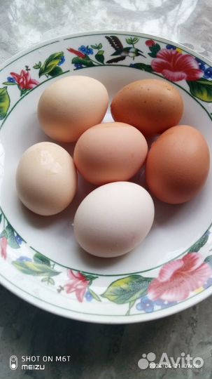 Утиные яйца