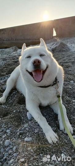 Хаски для вязки