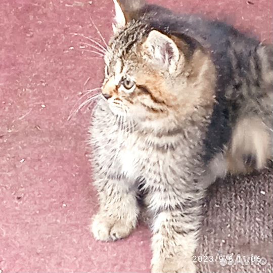 Британские котята бесплатно