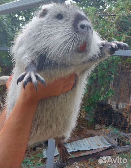 Нутрии серебро