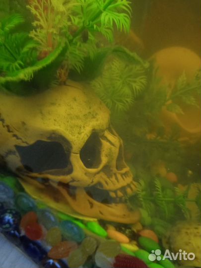 Аквариумные рыбки