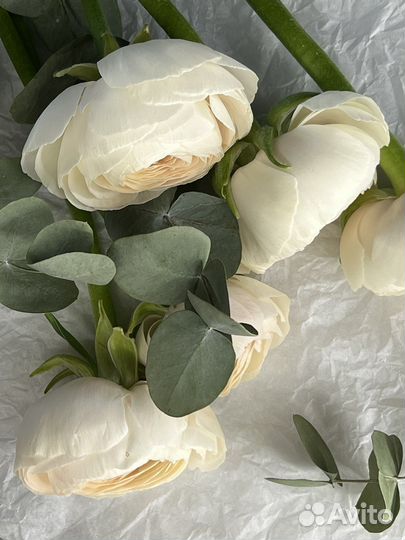 Ранункулюсы