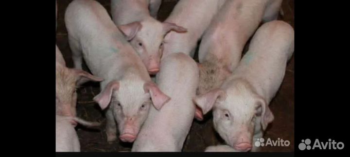Поросята