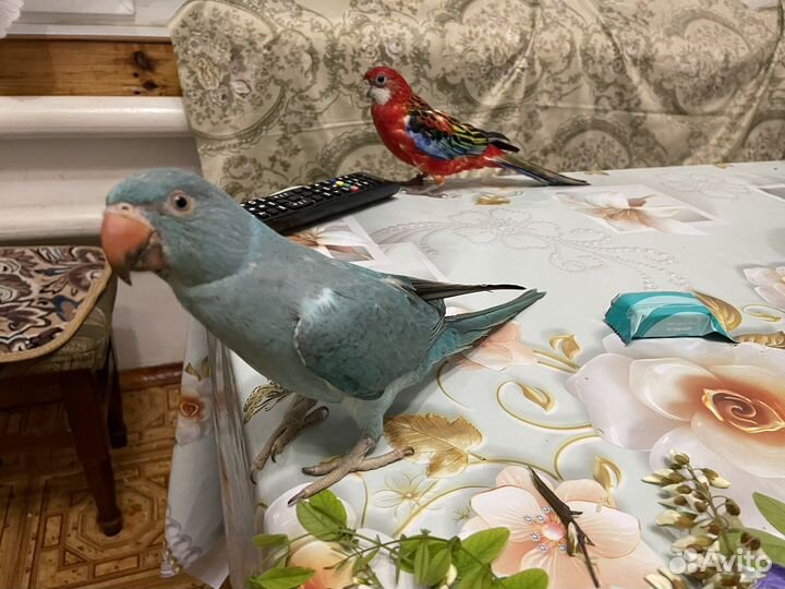 Ожереловый попугай молодой