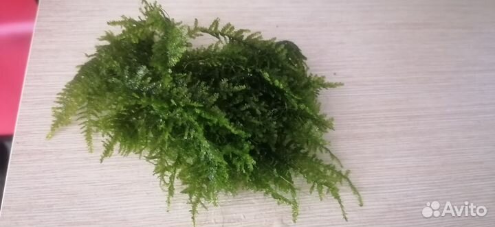 Аквариумные растения