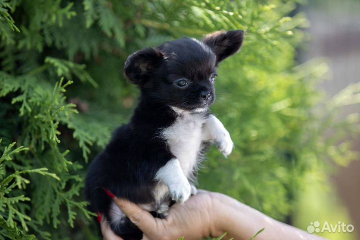 Черный длинношерстный мальчик чихуахуа