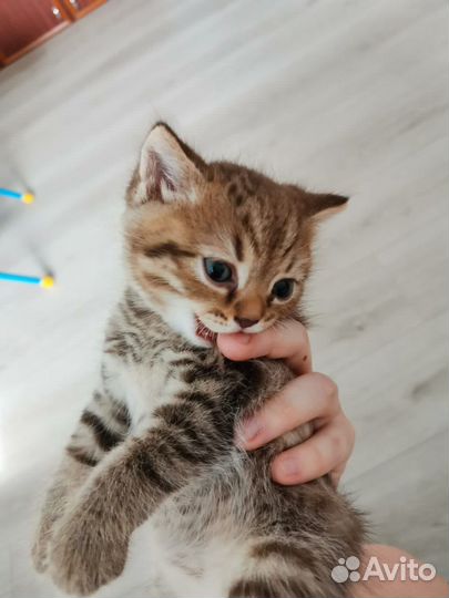 Котенок 1,5 месяца игривый добрый
