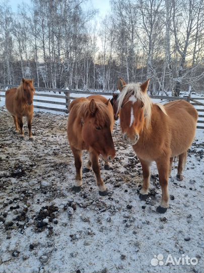 Продам кобылы башкирской породы