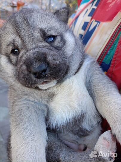 Щенки сибирской хаски