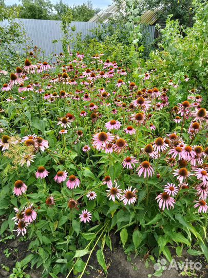 Гортензия древовидная, можжевельник казацкий