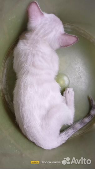 Бенгальский Снежный Барс