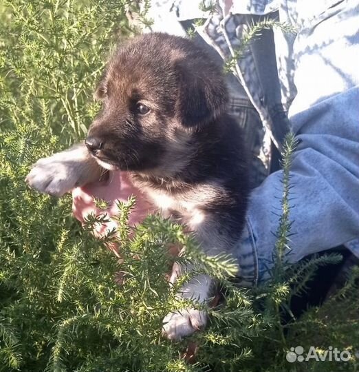 Щенки мальчики и девочки