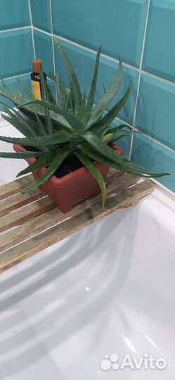 Алоэ вера лечебный