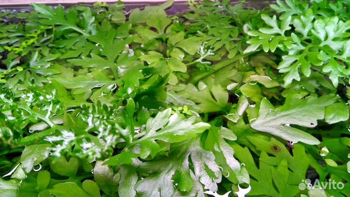 Аквариумные растения