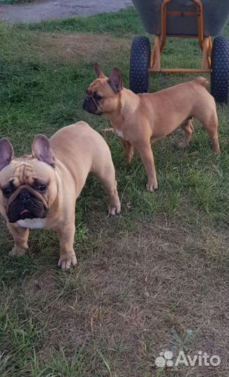 Чудесные французики