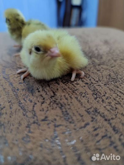 Перепелки суточные