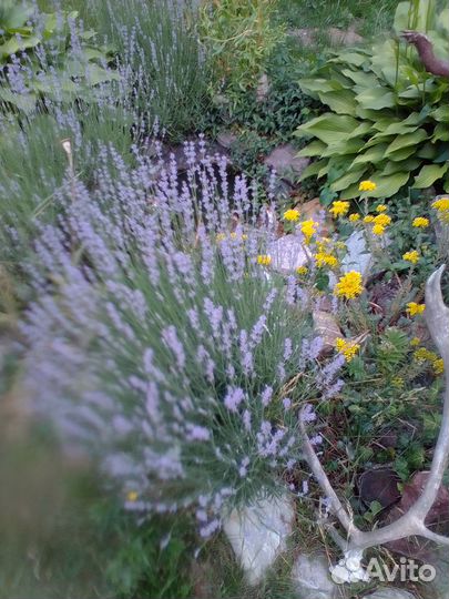 Лаванда, исоп