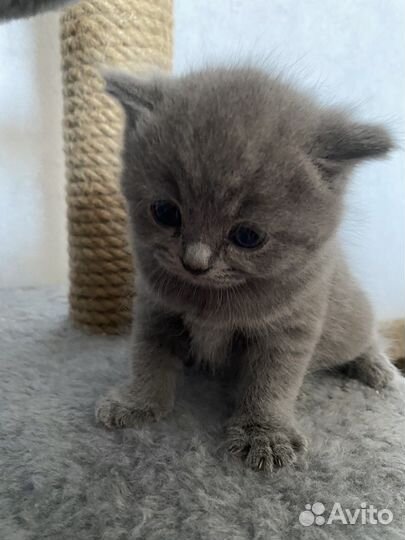 Британская