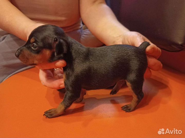 Щенки карликового пинчера