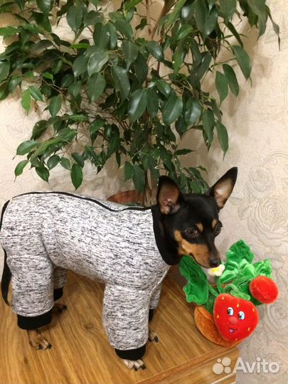 Одежда для собак