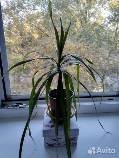 Растения авокадо, драцена, хамедорея