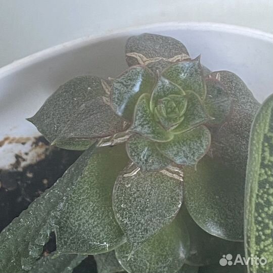 Эхеверия чинесис. Детки