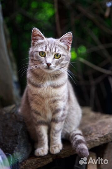 Кошка ищет дом