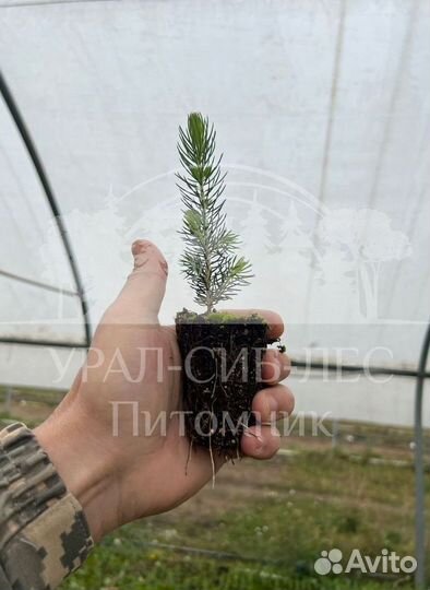 Голубая ель зкс сеянцы