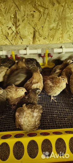 Селадон перепела