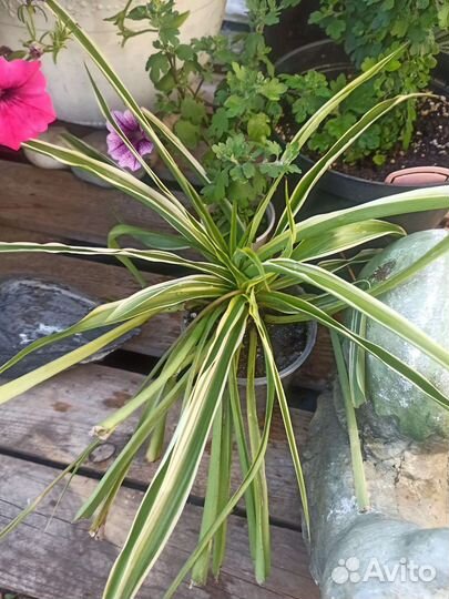 Хлорофитум