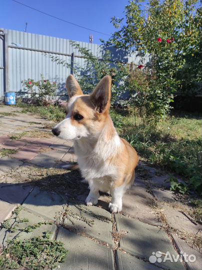 Щенок корги