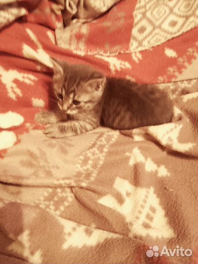 Котик добрые руки