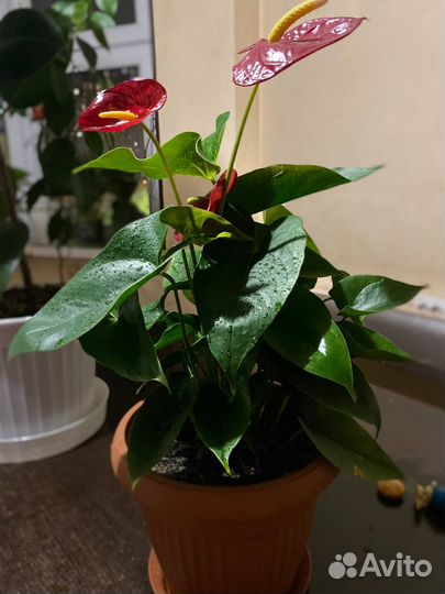 Антуриум Андре