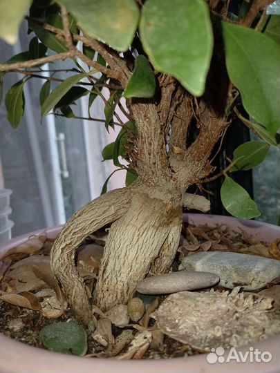 Фикус Микрокарпа (Ficus Microcarpa)