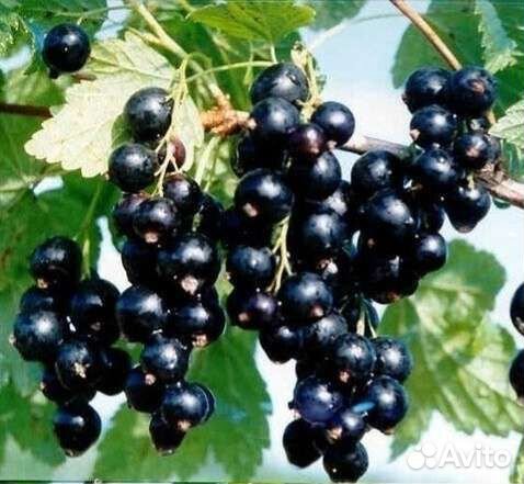 Смородина красная, белая, черная(укорененные черен