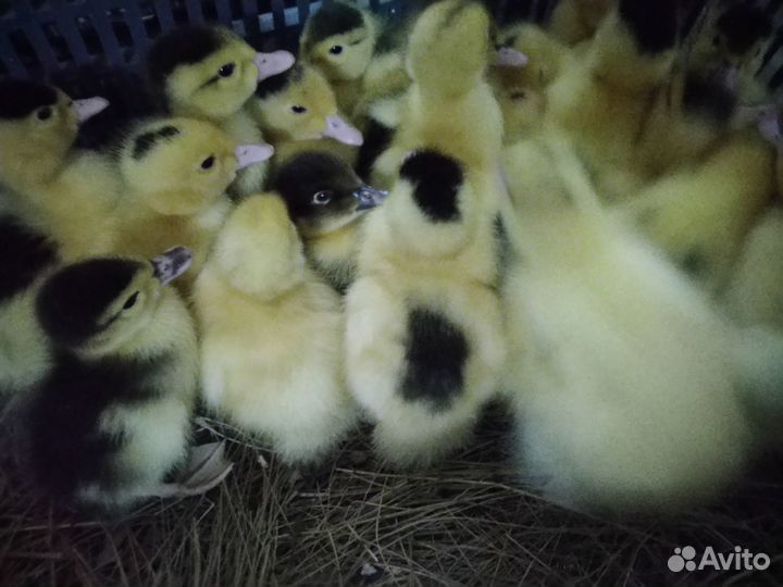 Гусята, утята, цыплята